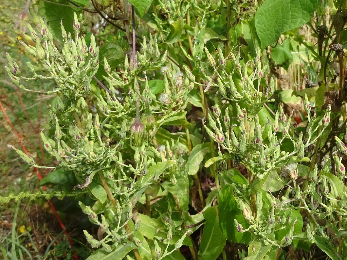 Lactuca sativa (Asteraceae)